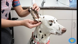 How to Clean Dog Ears [upl. by Nnylaf]