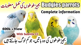 Australian Budgies Parrot Breeding Tips  Budgies Parrot Colony amp Cage Setup Budgies Bird Food List [upl. by Bigner101]