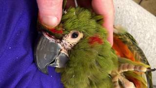 RedFronted Macaw Rocko with Itchy New Feathers [upl. by Nhor]