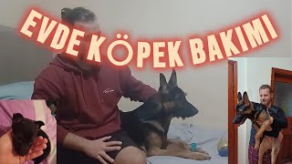 EVDE KÖPEK BESLEMEK  YAŞANMIŞLIKLAR VE IRK SEÇİMİ [upl. by Attenyl524]