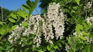 Black locust [upl. by Ottinger]