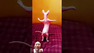 animalsfyclipsjsd dancing 😺 funny dance shorts ytshorts viralshorts [upl. by Bor]