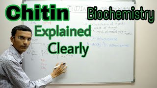 Chitin  Chitin structure  Biochemistry [upl. by Colvin]