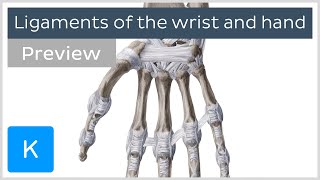 Ligaments of the wrist and hand preview  Human Anatomy  Kenhub [upl. by Nies218]