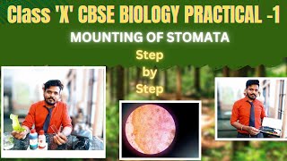 Class 10 CBSE Science Practical Exploring Stomata Under the Microscope [upl. by Yardley]