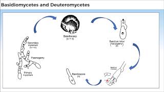 11B024 CV 3 Basidiomycetes and Deuteromycetes [upl. by Naimed]