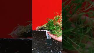 Hydroponics Spreading Hedyotis Herb new growing method [upl. by Zetnauq161]