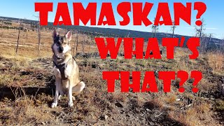 Tamaskan Whats That [upl. by Yrral]