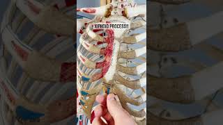 Sternum  Xiphoid process  Shorts videos [upl. by Nessy]