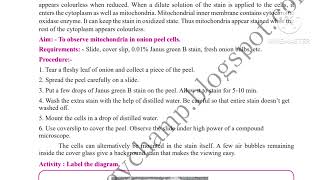 11th Biology practical No2 To Observe Mitochondria in Onion Peel Cells 11th practical 2 Biology [upl. by Soilisav824]