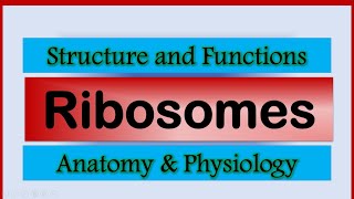 Ribosomes  Cell part 3  Anatomy amp physiology  Biology lectures  Function of ribosome [upl. by Attelrahs]