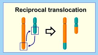 reciprocal translocation [upl. by Ronda472]