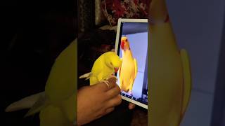 Yellow ringneck parrot fully hand tamed youtubeshorts shorts [upl. by Morgan]