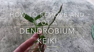 How to Remove and Pot a Dendrobium Keiki Orchid Keiki Orchid Care [upl. by Burkhard]