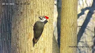 Pileated Woodpeckers Playing Woody Woodpecker In Real Life [upl. by Humfried135]