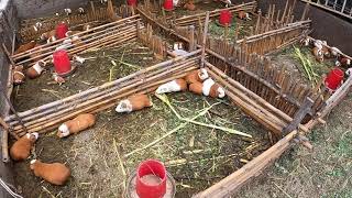 A look at a Guinea pig farm in Barranca Peru [upl. by Josselyn]