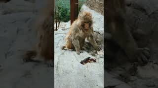 Animal Sounds funny monkey sound animalsounds funnyanimals monkey monkeysound animalfunny [upl. by Tacy]