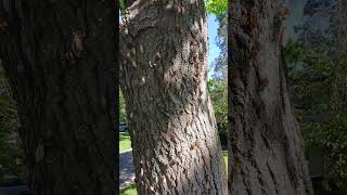 Millions of Cicadas covering ground and trees in May of 2024 in Chicago area [upl. by Nolyarb732]