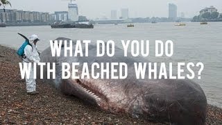 What Do You Do With Beached Whales [upl. by Annmarie]