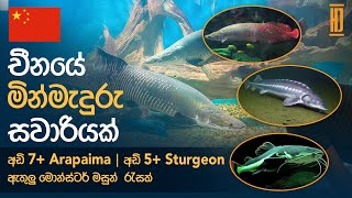 Chinese Aquarium Tour A Fascinating Underwater Journey  Sinhala [upl. by Inimod]