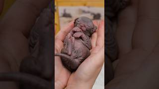 The sphynx babies in my hands❤️ shorts sphynx kitten cat cute [upl. by Grunberg]