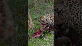 Leopard and Hyena Share Feast [upl. by Sondra]