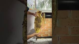 Do I suck at my job 😭 beekeeping beesafe beeremoval [upl. by Heathcote]