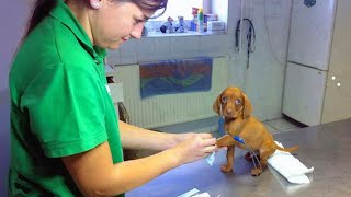 When The Smallest Dogs Bravely Face The Vet Funniest Dog Reaction [upl. by Karla961]