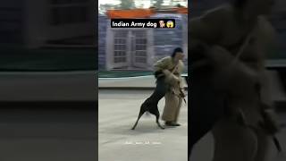 🐕😱🐕Indian Army Dog Training 🐕🐕 viralshort india feedshorts feedback shorts shortfeed comando [upl. by Fennelly]