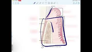 periodontology 1 2025  Omar [upl. by Ynaffit406]