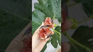 Why You Should Eat Figs Every Day satisfying shorts [upl. by Jackqueline]