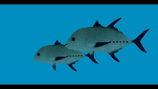 ocean como encontrar Gulf Carpet Shark Lattice Soldierfish y Black Trevally en dbsa de roblox [upl. by Yecaj]