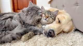 Two Adorable Cats Love Golden Retriever Cuteness Overload [upl. by Schmidt290]