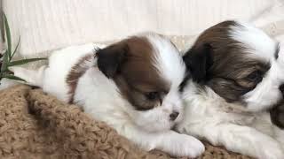 Bailey Shichon Puppies Shihtzu Bichon Puppies TimbercreekpuppiesTeddybear puppiesPlayday video [upl. by Merl516]