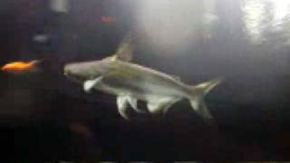 Paroon Shark chasing and eating a feeder fish [upl. by Eipper]