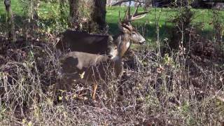 White Tail Deer Mating [upl. by Danczyk]