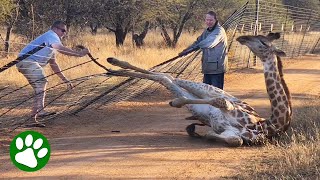 Saving A Giraffe Stuck In Fence [upl. by Teraj330]