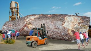 Super BIG amp LONG Sawmill❗Special TREMBESI Wood From Sumatra Worth As Much As Gold Bars [upl. by Eidahs778]