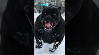 Top 10 Most DANGEROUS Dog Breeds in the World According to Hepper Blog shorts dog viral [upl. by Sherwynd]