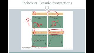 SJSU Neurophysiology  Lecture 9  Motor Neurons and Muscle Contraction [upl. by Aicinoid865]