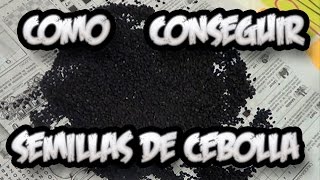 Como Conseguir Semilla De Cebolla  Semillas Organicas  La Huertina De Toni [upl. by Frangos]