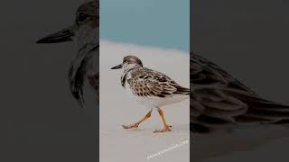 Capturing the charm of a Ruddy Turnstone in action [upl. by Liana]