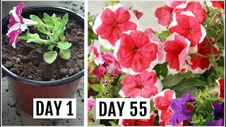 Know The Right Way to Grow amp Care for Petunia Plant [upl. by O'Malley]