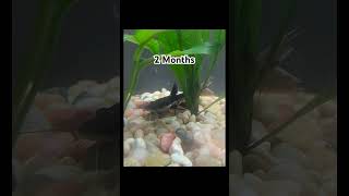 Growth of Redtail shovelnose catfish [upl. by Ardnaid27]