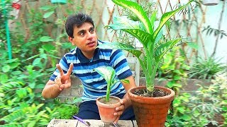 Dieffenbachia Ko 2 Plants Me Kaise Convert Karen [upl. by Gayelord461]