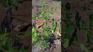 Watering the kaffir lime I planted Amazing it grows in such sandy soil Subscribe maryannabuilds [upl. by Aicelaf]