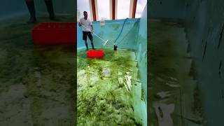 या माणसाला स्विमिंग पुल स्वच्छ करायचं काम मिळालं  swimmingpool cleaning [upl. by Fabri]