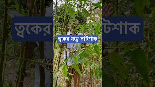 ত্বকের যত্নে পাটশাক। [upl. by Norrat]