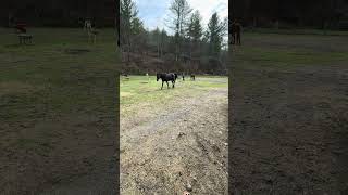 Equus Herding Video [upl. by Eelarbed]