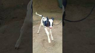 😍3 feet highet cattle 😍shortest cow breed HFyoutubeshortsminicowsreelsminiatureviralvideo [upl. by Auohp733]